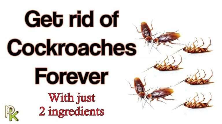 How to get rid of cockroaches in kitchen cabinets naturally