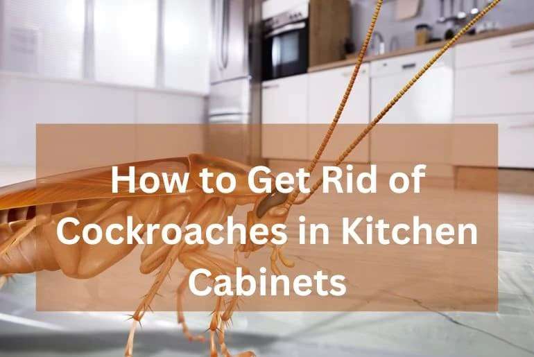 How to get rid of cockroaches in kitchen cabinets naturally?