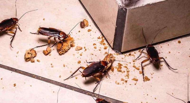 How to get rid of cockroaches in kitchen cabinets naturally?