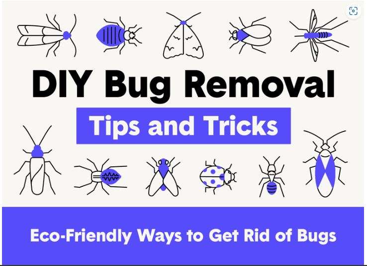 best ways to get rid of small flies in kitchen