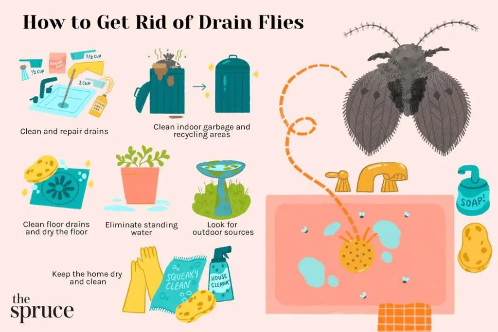 best ways to get rid of small flies in kitchen
