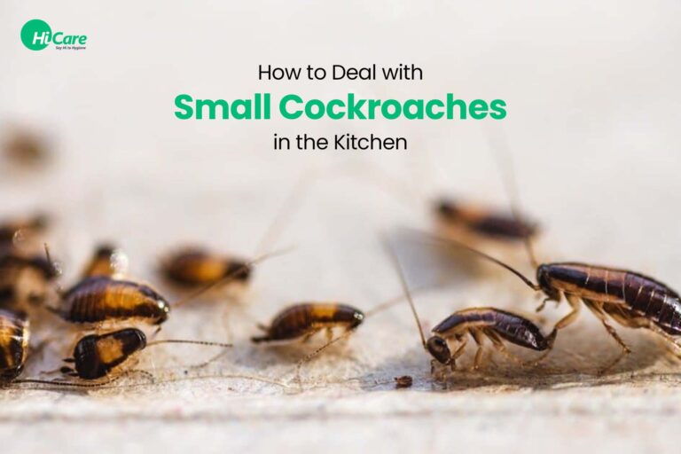 How Do You Get Rid of Roaches in the Kitchen