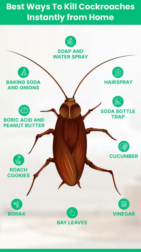 How to Get Rid of Cockroaches in Kitchen Permanently