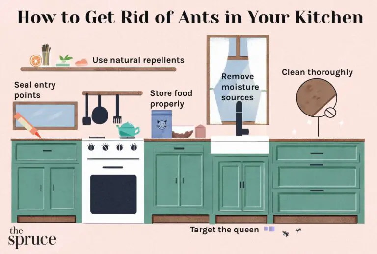 How to Get Rid of Little Ants in Kitchen